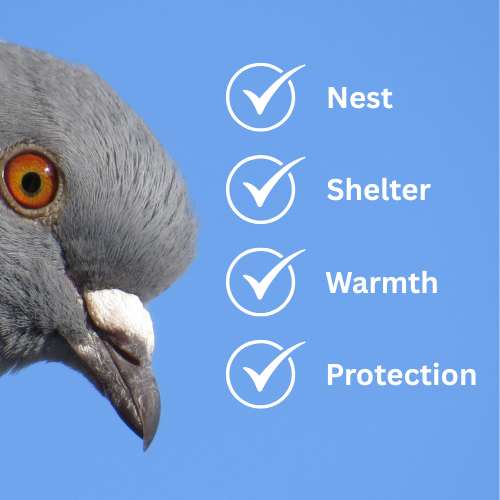 pigeon with key facts on why solar panel bird proofing is important #solarpanelbirdproofing